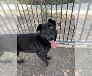 Mutt Dogs for adoption in Riverside, CA, USA