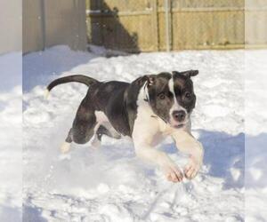 Boxer Dogs for adoption in Wadena, MN, USA