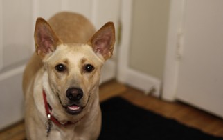 Australian Kelpie-Unknown Mix Dogs for adoption in St. Bonifacius, MN, USA