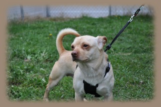 Chug Dogs for adoption in Canton, CT, USA