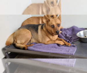 Mutt Dogs for adoption in Santa Rosa, CA, USA