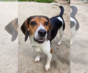 Beagle-Unknown Mix Dogs for adoption in Clarkston, MI, USA