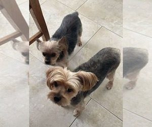 Mutt Dogs for adoption in Gulfport, MI, USA