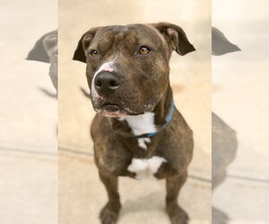 Mutt Dogs for adoption in Jackson , NJ, USA