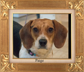 Medium Photo #1 Beagle Puppy For Sale in New Castle DE, DE, USA
