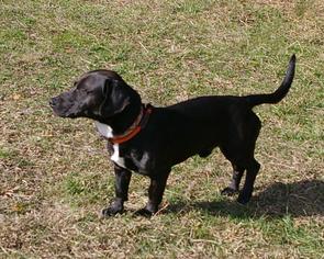 Medium Photo #1 Basset Hound-Labrador Retriever Mix Puppy For Sale in Fletcher, NC, USA