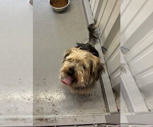 Havanese-Unknown Mix Dogs for adoption in Grafton, WI, USA