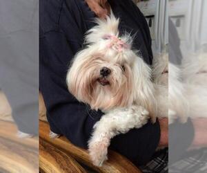 Maltese Dogs for adoption in Placentia, CA, USA