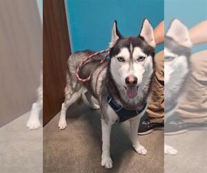 Siberian Husky Dogs for adoption in Houston, TX, USA