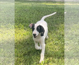 Dalmatian-Treeing Walker Coonhound Mix Dogs for adoption in Forest, VA, USA