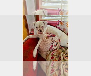 Boxer Dogs for adoption in Austin, TX, USA