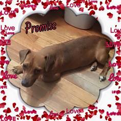 Chiweenie Dogs for adoption in Enid, OK, USA