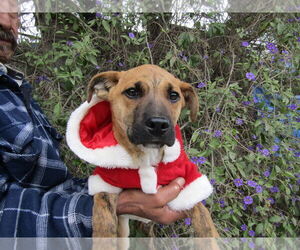 Cocker Spaniel-Unknown Mix Dogs for adoption in San Diego, CA, USA