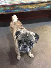 Pug Dogs for adoption in Katy, TX, USA