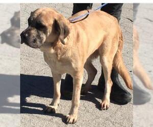 Mastiff Dogs for adoption in Minneapolis, MN, USA