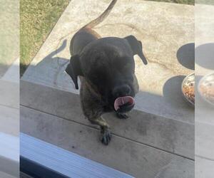 American Staffordshire Terrier-Unknown Mix Dogs for adoption in San Antonio, TX, USA