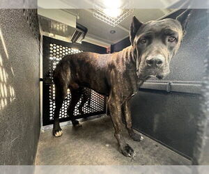 Mutt Dogs for adoption in Downey, CA, USA