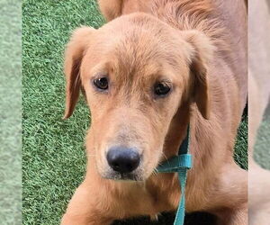 Golden Retriever Dogs for adoption in Oakland Park, FL, USA