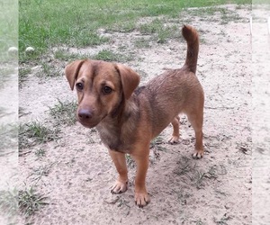 Chiweenie Dogs for adoption in Mobile, AL, USA