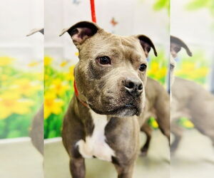American Pit Bull Terrier Dogs for adoption in Jackson , NJ, USA