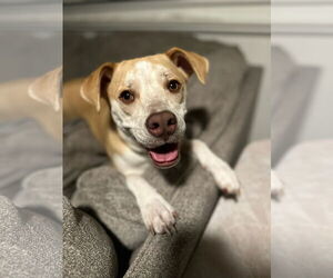 Pointer-Unknown Mix Dogs for adoption in Fort Collins, CO, USA