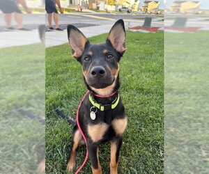 Mutt Dogs for adoption in Salt Lake City, UT, USA