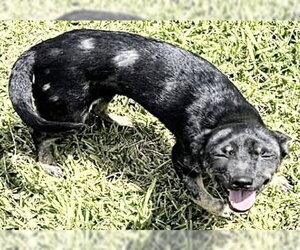 Chihuahua Dogs for adoption in Houston, TX, USA