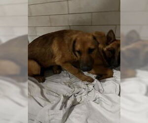German Shepherd Dog Dogs for adoption in Stockton, CA, USA