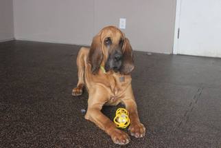 Bloodhound Dogs for adoption in Simcoe, Ontario, Canada
