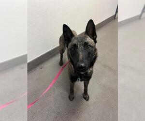 Mutt Dogs for adoption in HESPERIA, CA, USA