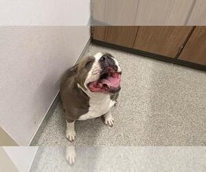 American Bulldog-American Staffordshire Terrier Mix Dogs for adoption in Fort Collins, CO, USA