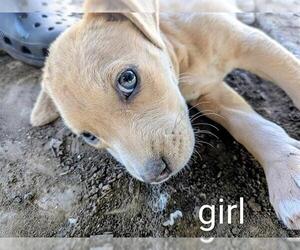 American Staffordshire Terrier-Unknown Mix Dogs for adoption in San Antonio, TX, USA