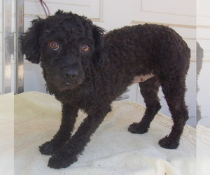 Poodle (Toy) Dogs for adoption in Birch Tree, MO, USA
