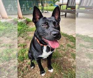 Mutt Dogs for adoption in Springfield, MA, USA