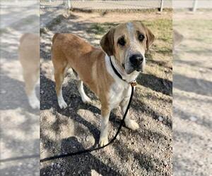 Labrador Retriever-Unknown Mix Dogs for adoption in Conroe, TX, USA