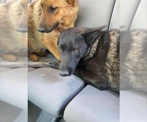 German Shepherd Dog Dogs for adoption in Stockton, CA, USA