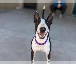 Bull Terrier Dogs for adoption in Denver, CO, USA