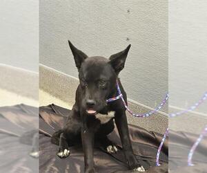 Labrador Retriever-Unknown Mix Dogs for adoption in Las Vegas, NV, USA
