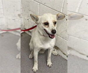 Chihuahua Dogs for adoption in San Bernardino, CA, USA
