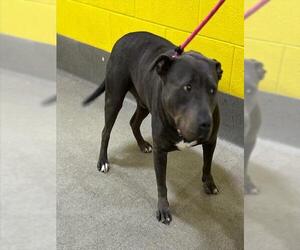 Mutt Dogs for adoption in Forestville, MD, USA