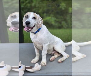 Pointer-Unknown Mix Dogs for adoption in Sanford, FL, USA