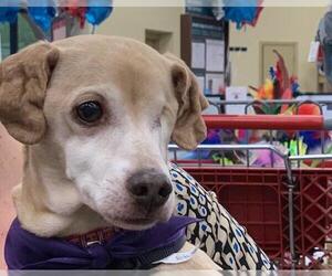 Chihuahua-Unknown Mix Dogs for adoption in North Richland Hills, TX, USA