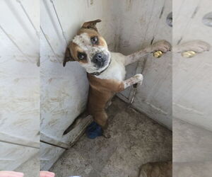 Boston Terrier-Unknown Mix Dogs for adoption in Woodland, CA, USA