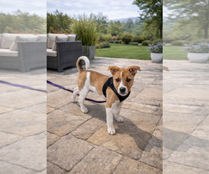 Basenji Dogs for adoption in Menifee, CA, USA