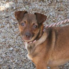Doxie-Pin Dogs for adoption in Norfolk, VA, USA