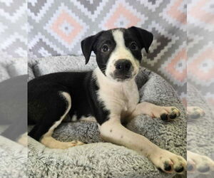 American Pit Bull Terrier-Border Collie Mix Dogs for adoption in Lakewood, CO, USA
