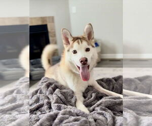 Huskies -Unknown Mix Dogs for adoption in Mooresville, NC, USA