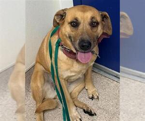 Shepradors Dogs for adoption in Bakersfield, CA, USA