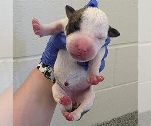 American Staffordshire Terrier-Unknown Mix Dogs for adoption in Houston, TX, USA