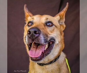 German Shepherd Dog-Unknown Mix Dogs for adoption in San Diego, CA, USA